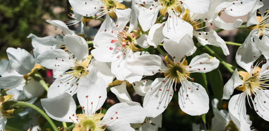 Awakening spring, Slovakia 2018-1