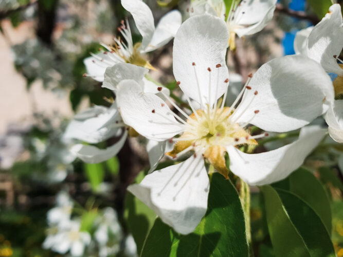 Awakening spring, Slovakia 2018-12