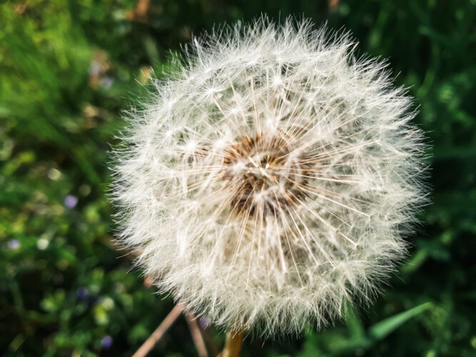 Awakening spring, Slovakia 2018-15