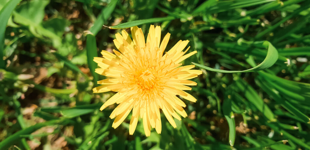 Awakening spring, Slovakia 2018-3