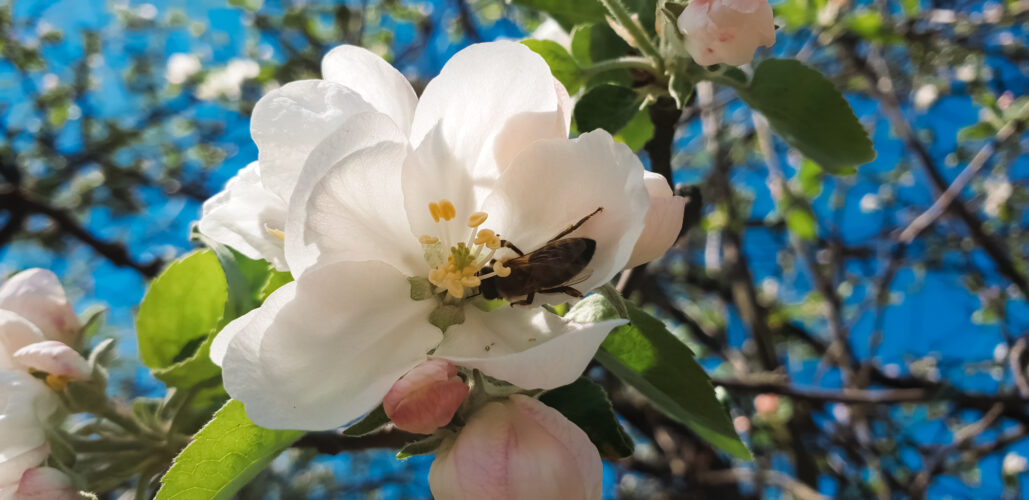 Awakening spring, Slovakia 2018-5