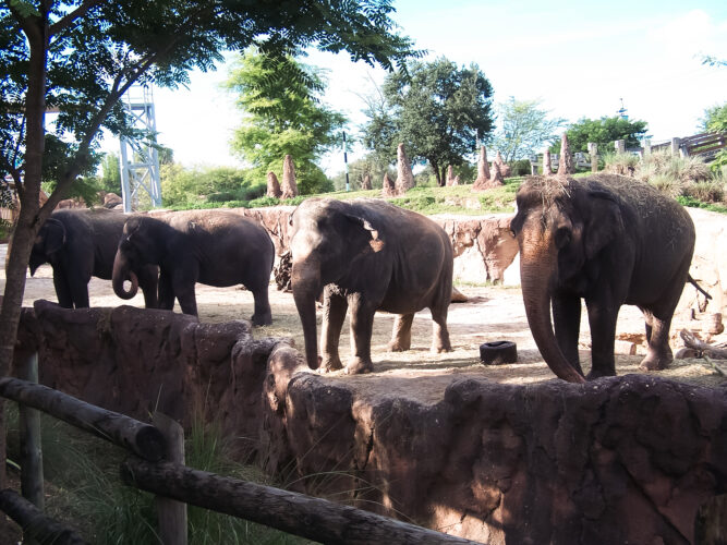 Elephants-1