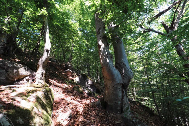 Forest in Ostry Grun, Slovakia 2020-1