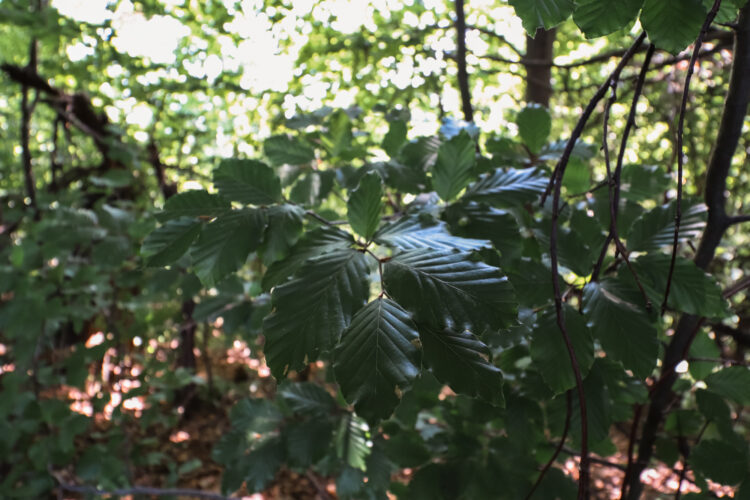 Forest in Ostry Grun, Slovakia 2020-14