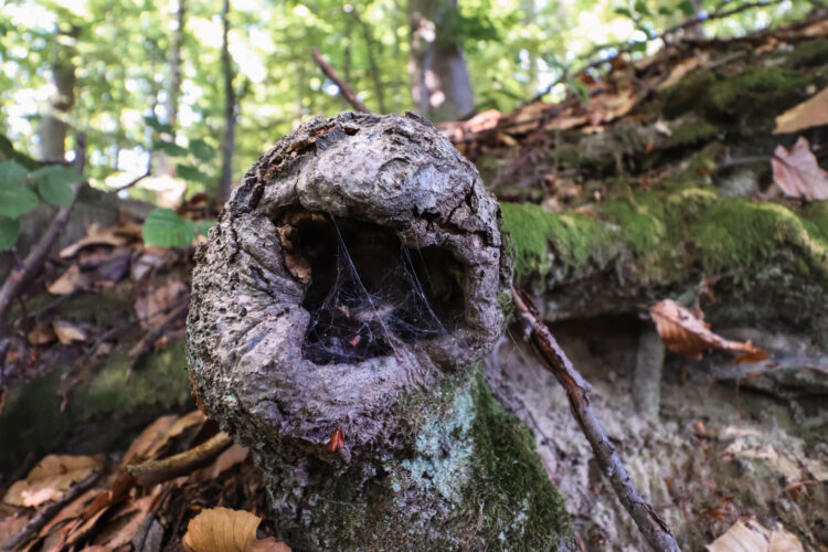 Forest in Ostry Grun, Slovakia 2020-16