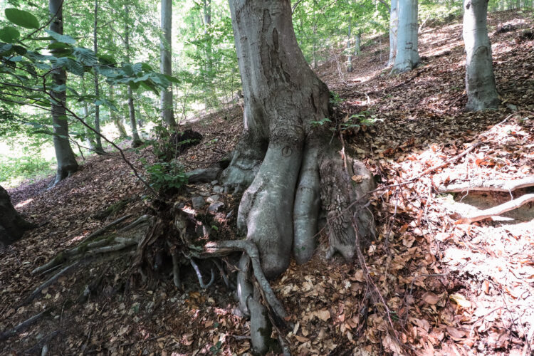 Forest in Ostry Grun, Slovakia 2020-17