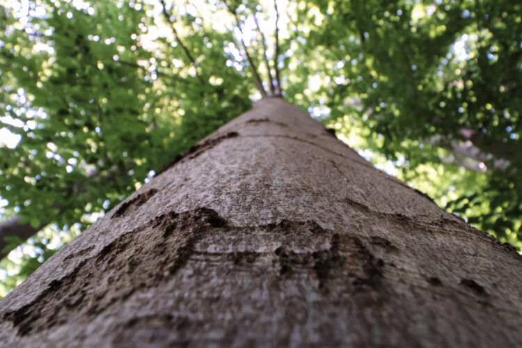 Forest in Ostry Grun, Slovakia 2020-18