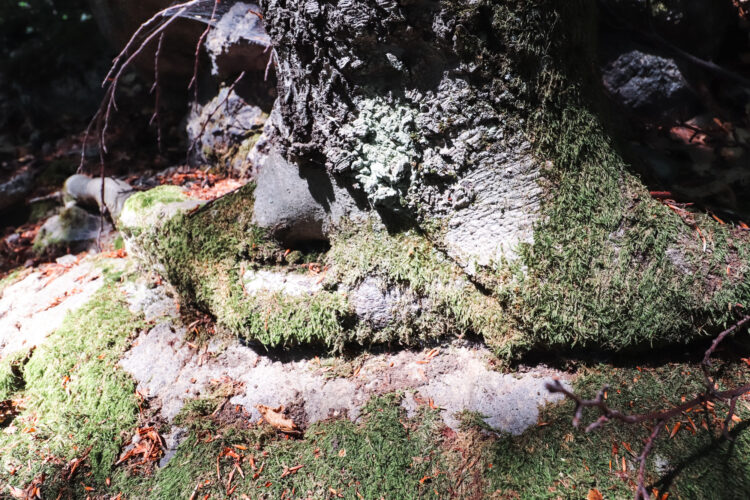 Forest in Ostry Grun, Slovakia 2020-2