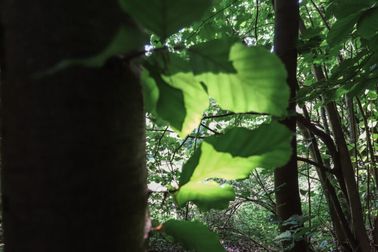 Forest in Ostry Grun, Slovakia 2020-21