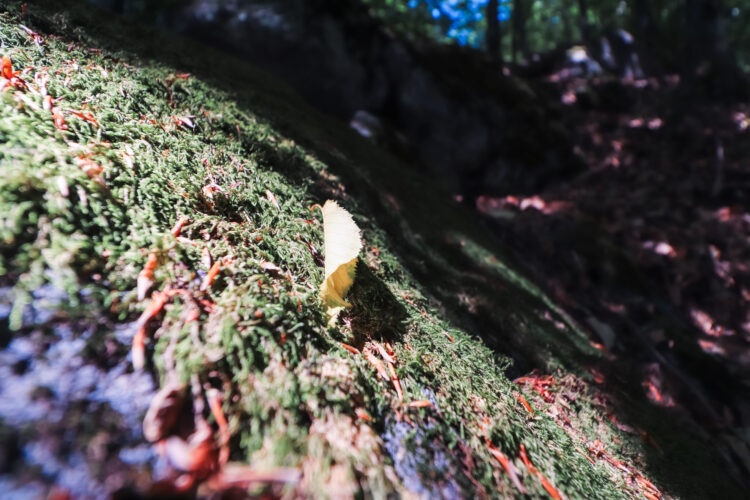 Forest in Ostry Grun, Slovakia 2020-5