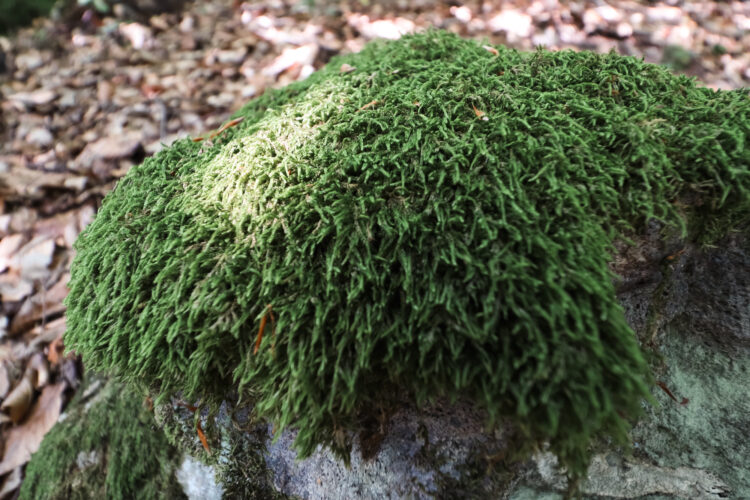 Forest in Ostry Grun, Slovakia 2020-6