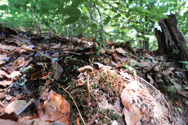 Forest in Ostry Grun, Slovakia 2020-9