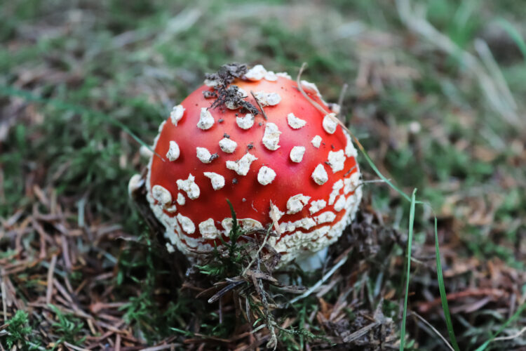 Fruits of the forest, Slovakia 2018-10