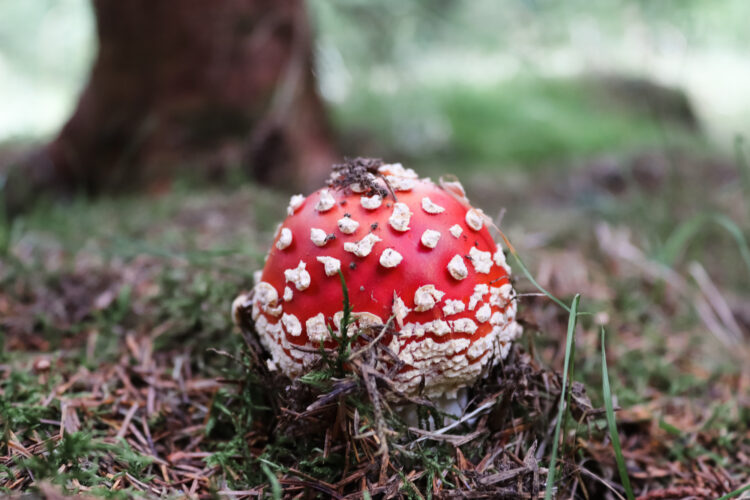 Fruits of the forest, Slovakia 2018-11