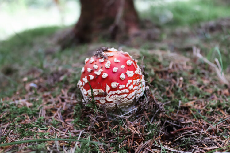 Fruits of the forest, Slovakia 2018-12