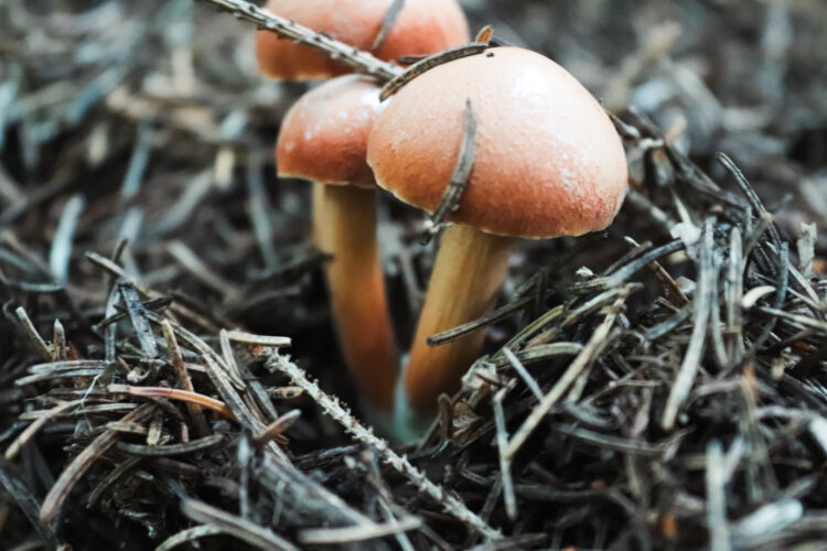 Fruits of the forest, Slovakia 2018-13