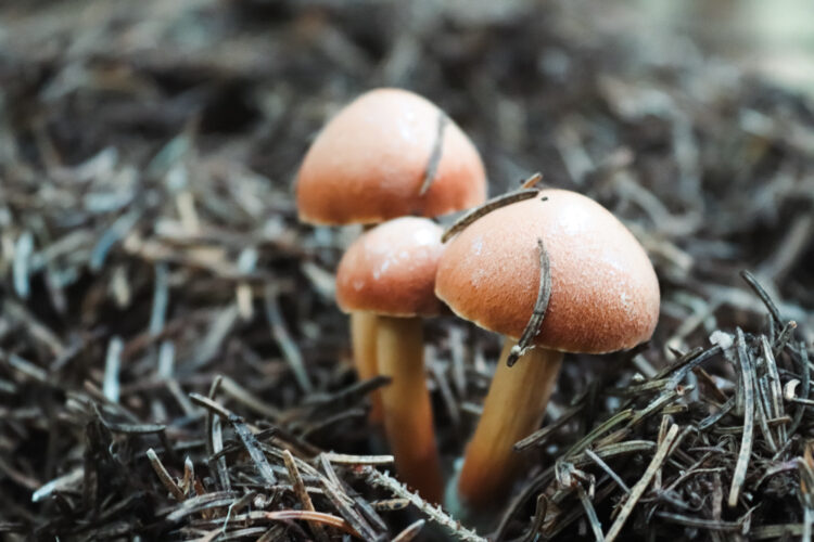 Fruits of the forest, Slovakia 2018-14