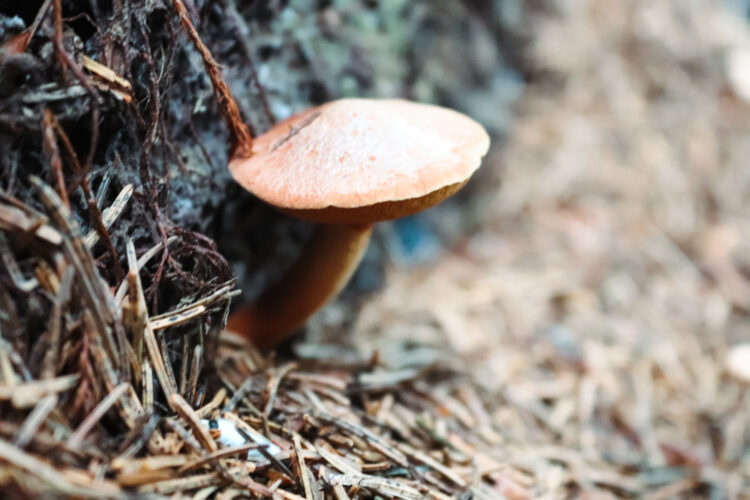 Fruits of the forest, Slovakia 2018-15