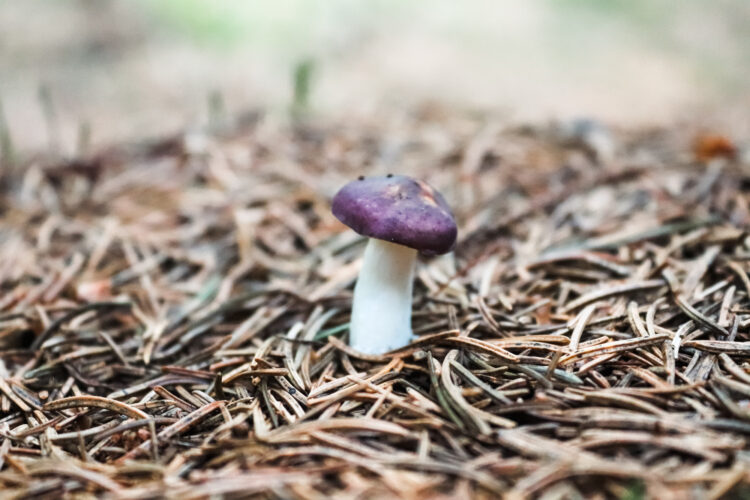 Fruits of the forest, Slovakia 2018-16