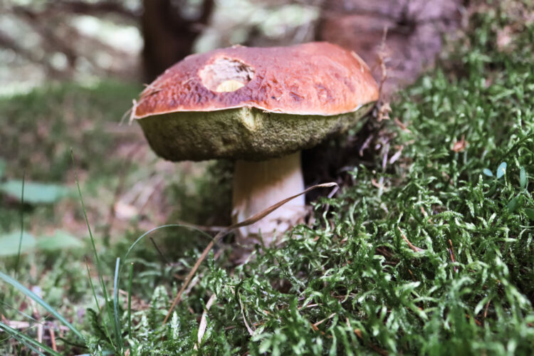 Fruits of the forest, Slovakia 2018-17