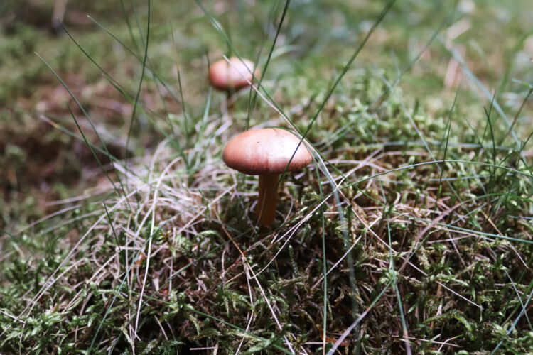 Fruits of the forest, Slovakia 2018-18