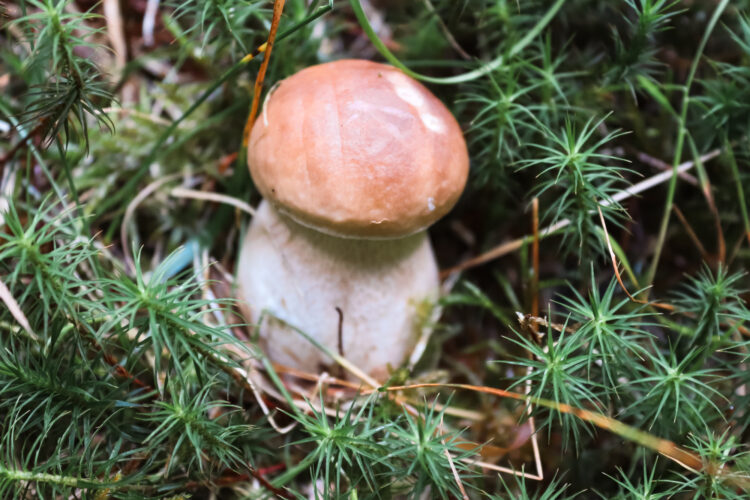 Fruits of the forest, Slovakia 2018-20