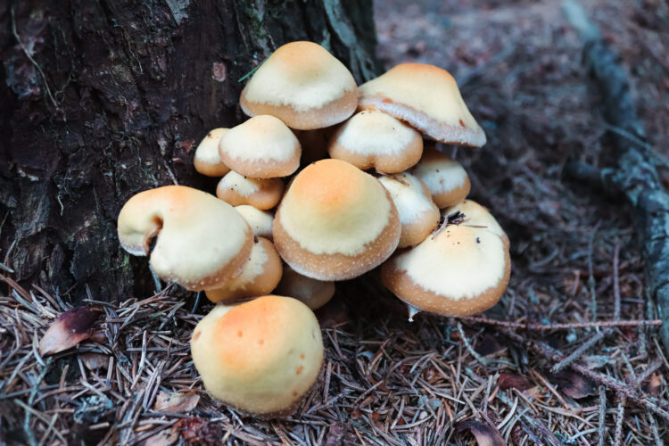 Fruits of the forest, Slovakia 2018-22