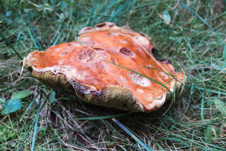 Fruits of the forest, Slovakia 2018-23