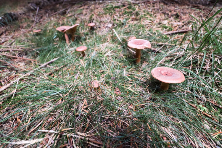 Fruits of the forest, Slovakia 2018-24