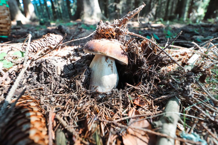 Fruits of the forest, Slovakia 2018-27