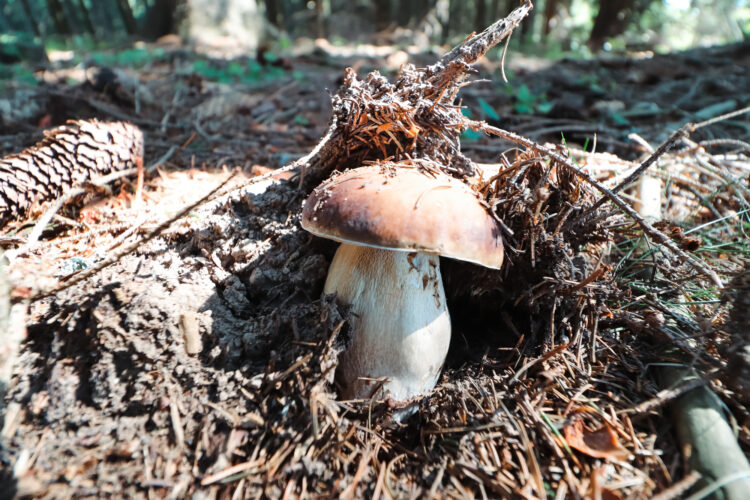 Fruits of the forest, Slovakia 2018-28