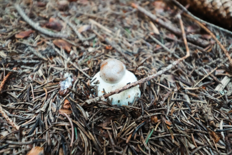 Fruits of the forest, Slovakia 2018-29