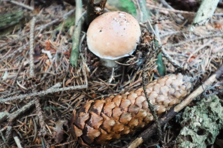 Fruits of the forest, Slovakia 2018-30