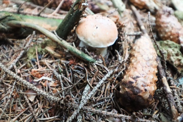 Fruits of the forest, Slovakia 2018-31