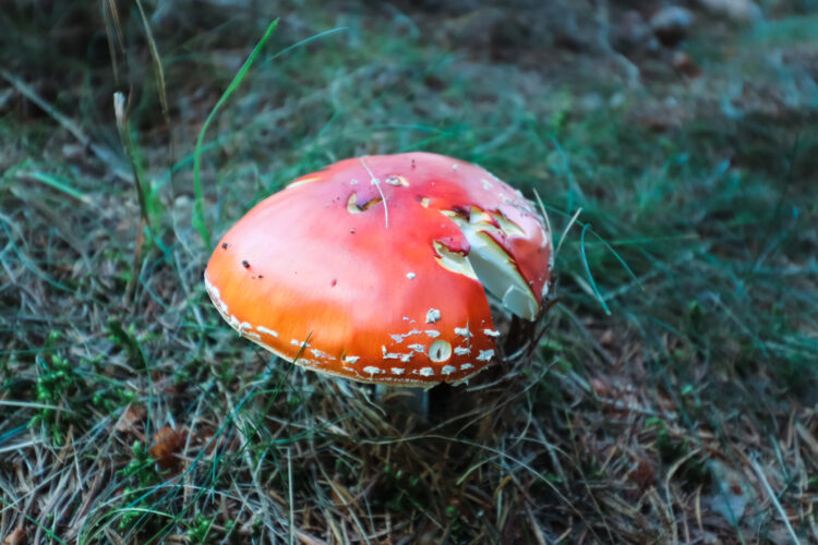 Fruits of the forest, Slovakia 2018-34