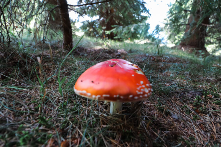 Fruits of the forest, Slovakia 2018-35