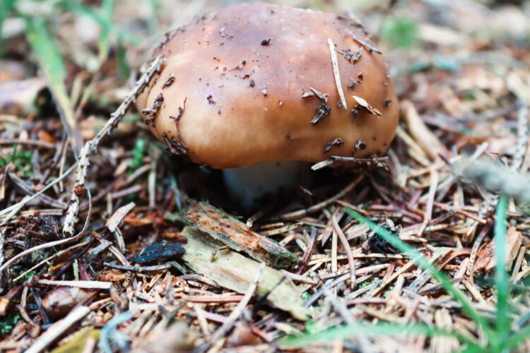 Fruits of the forest, Slovakia 2018-4