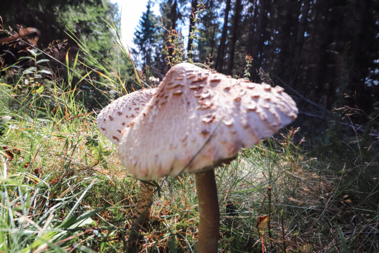 Fruits of the forest, Slovakia 2018-42