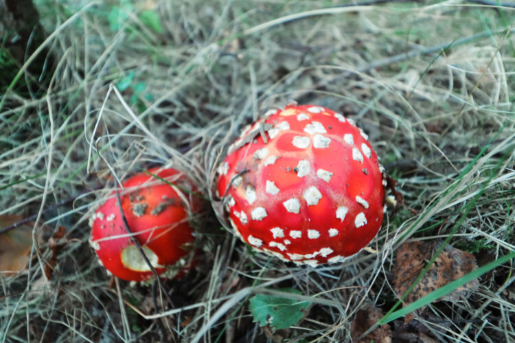 Fruits of the forest, Slovakia 2018-44