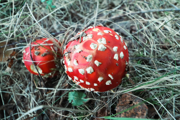 Fruits of the forest, Slovakia 2018-45