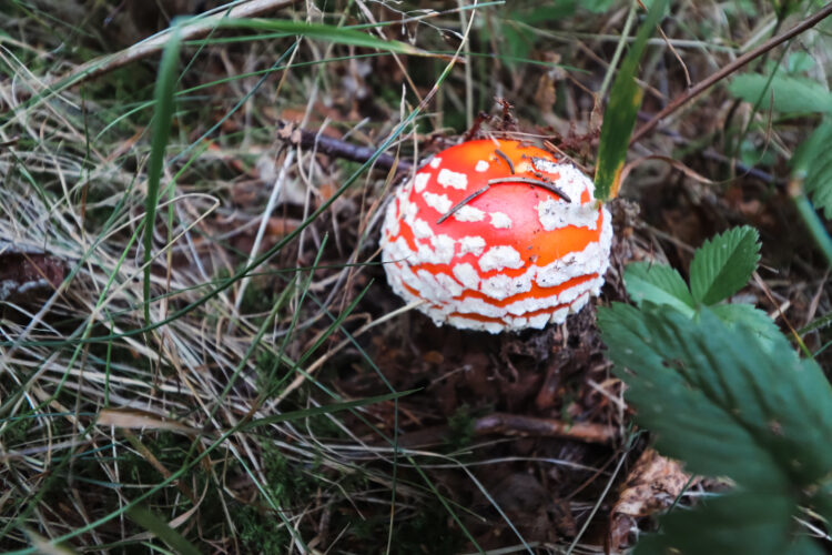 Fruits of the forest, Slovakia 2018-46