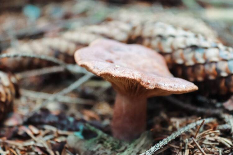 Fruits of the forest, Slovakia 2018-5