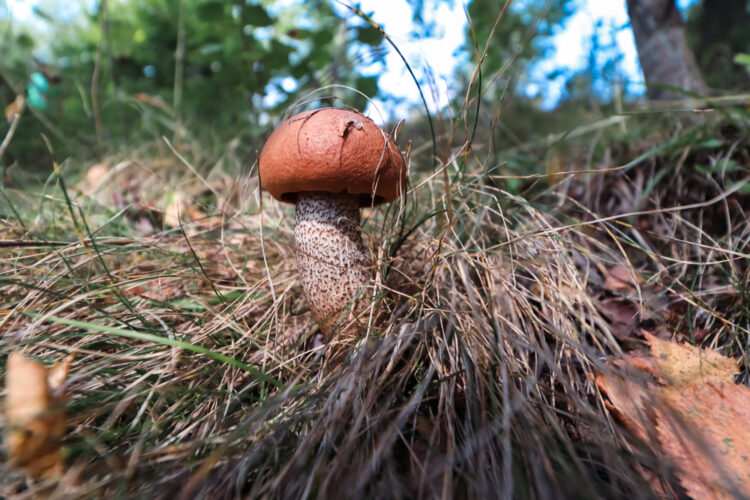 Fruits of the forest, Slovakia 2018-51