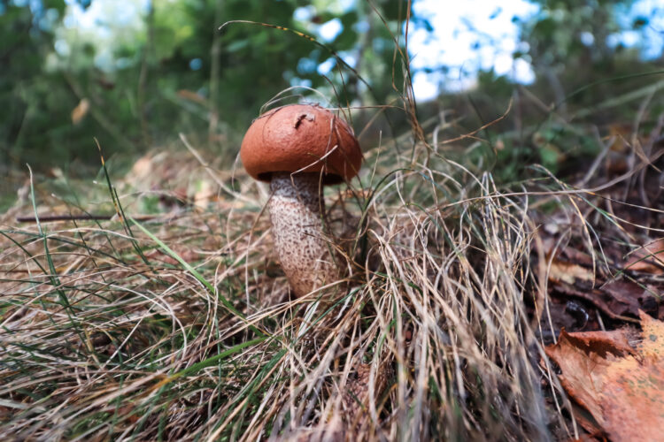 Fruits of the forest, Slovakia 2018-52