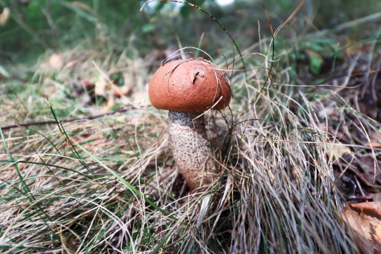 Fruits of the forest, Slovakia 2018-53