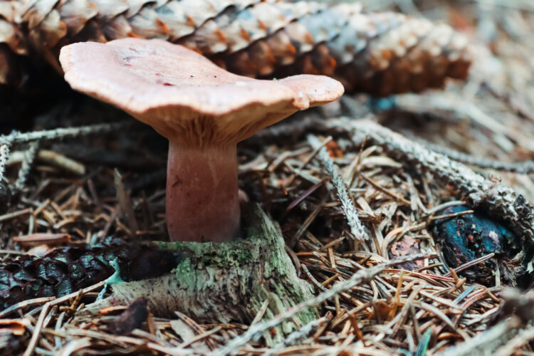 Fruits of the forest, Slovakia 2018-6