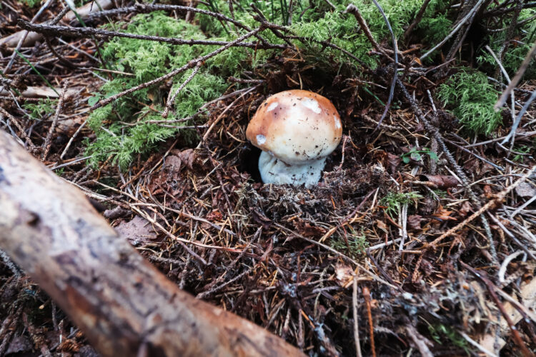 Fruits of the forest, Slovakia 2018-62