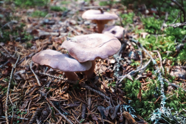 Fruits of the forest, Slovakia 2018-69