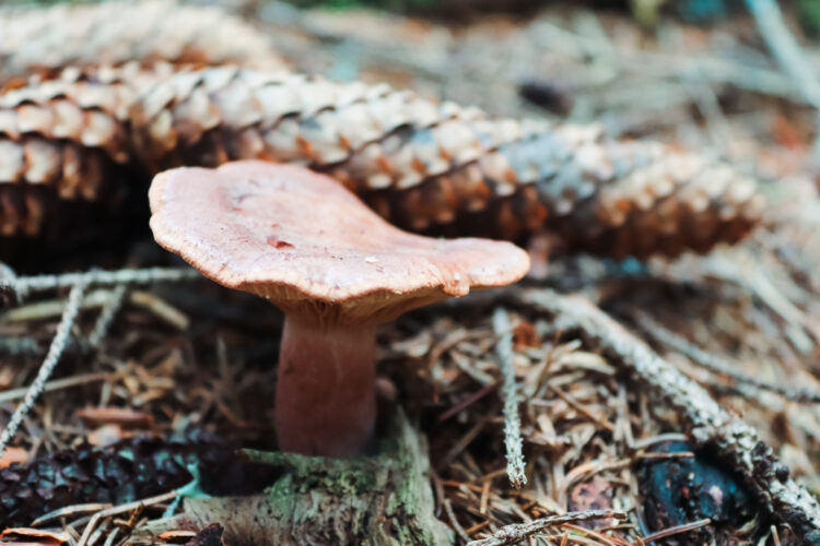 Fruits of the forest, Slovakia 2018-7