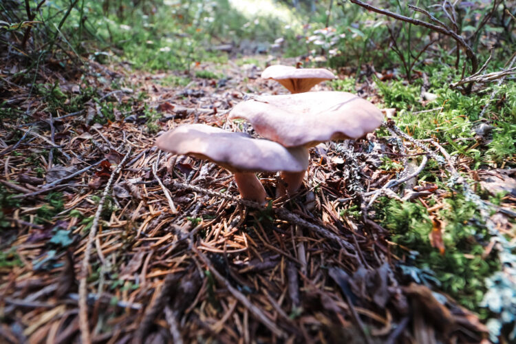 Fruits of the forest, Slovakia 2018-70